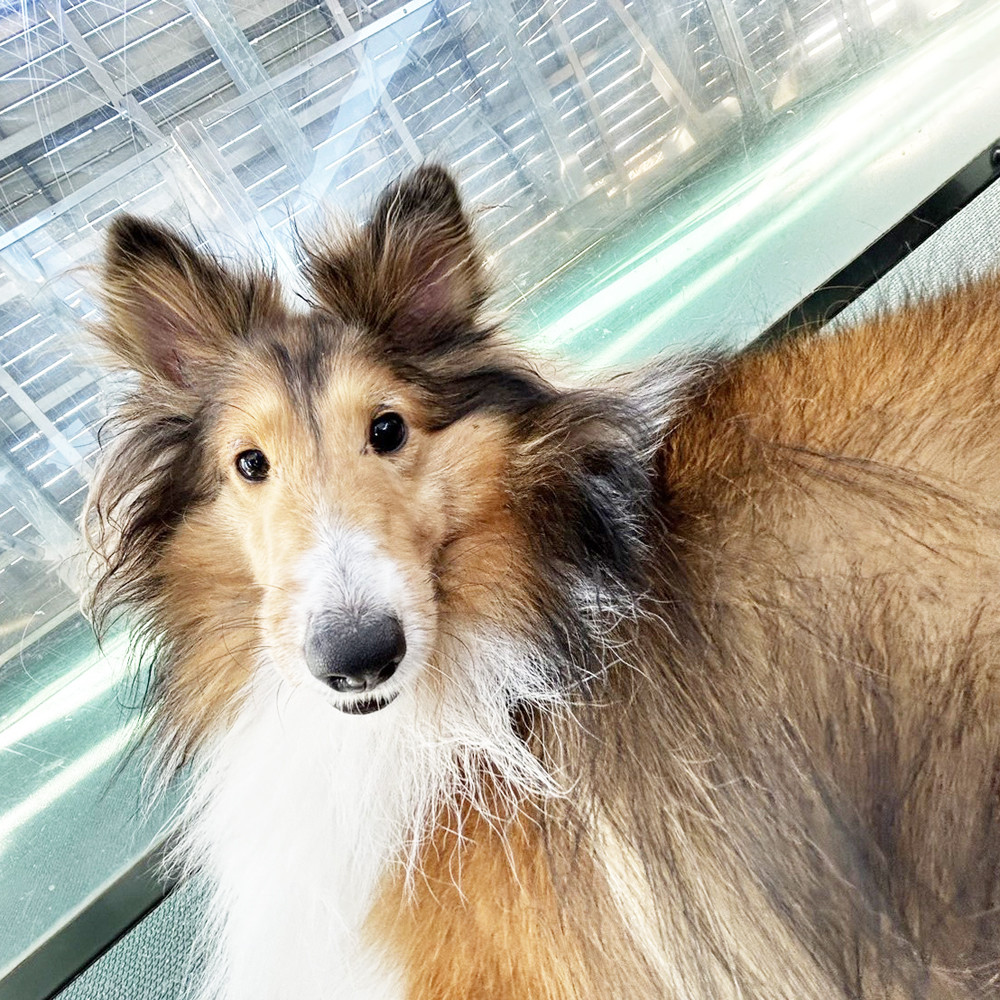 生徒が撮影したモデル犬④